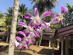 Orchidee